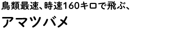 鳥類最速、時速160キロで飛ぶ、アマツバメ