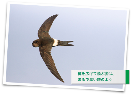 翼を広げて飛ぶ姿は、まるで黒い鎌のよう
