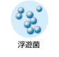 浮遊菌