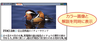 �J���[�摜�Ɖ���𓯎��ɕ\��