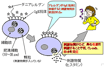 �A�����M�[�Ǐ�̂�����