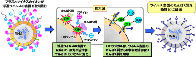 �E�C���X�̊����͗}�����ʃ��J�j�Y��