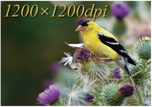 印刷の内製化にも対応できる1200×1200dpi