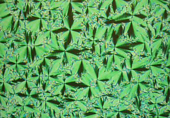 �t���̌������ʐ^