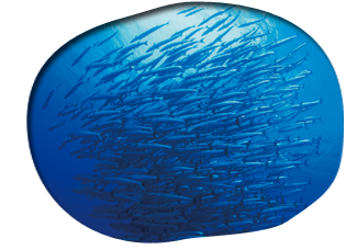 �ʐ^�F�C���̋��Q