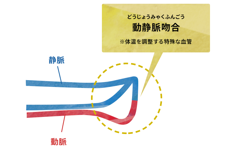 動静脈吻合